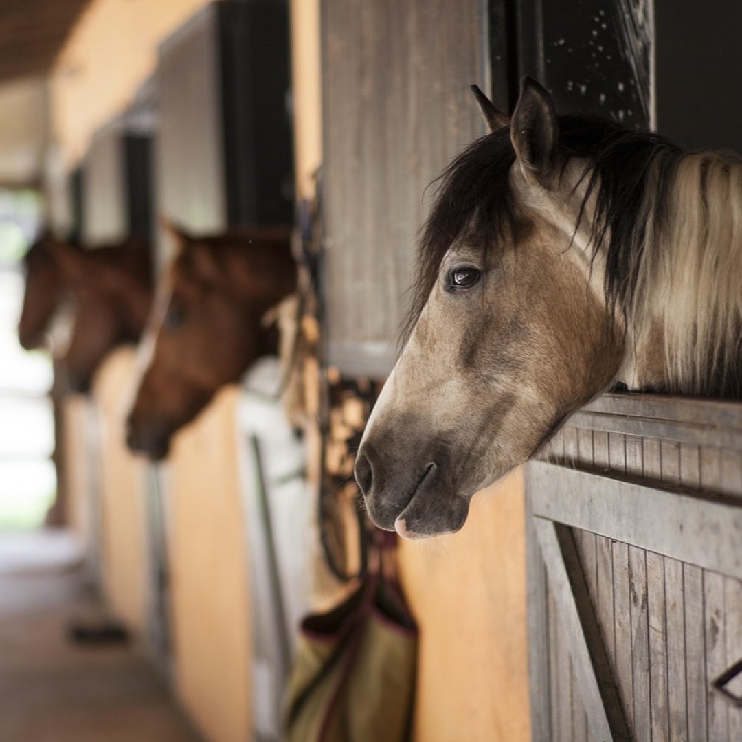 Ako zabaviť koňa v zime